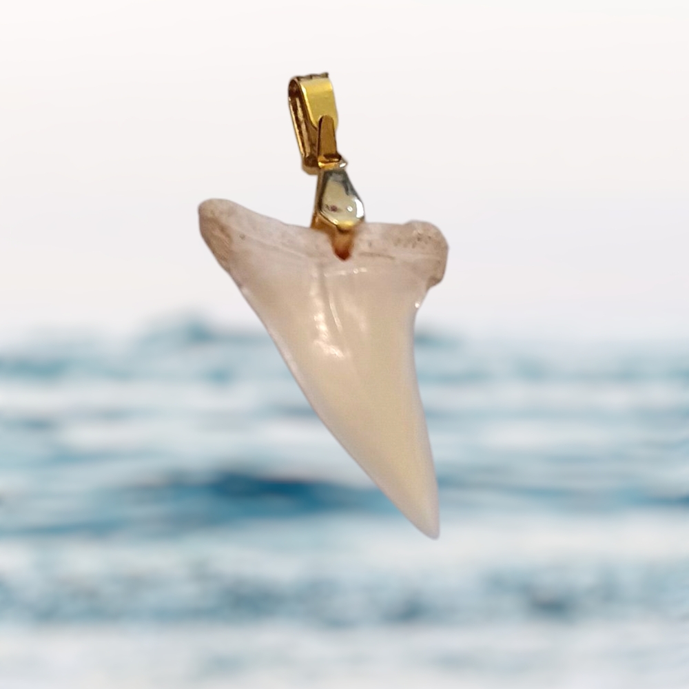 Authentic Fossil Otodus Obliquus Shark Tooth Pendant - Picture 4 of 4
